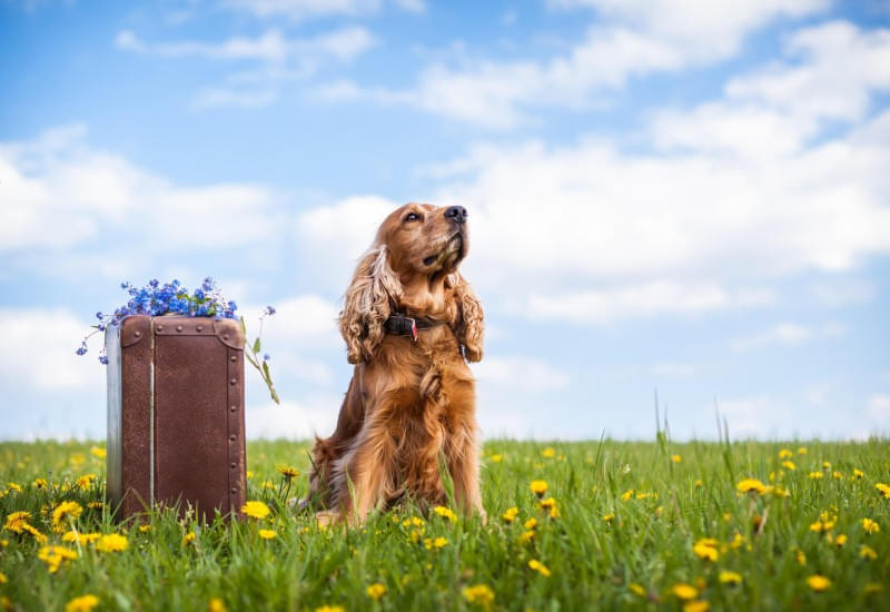 Urlaub-mit-Hund Urlaub-mit-Hund